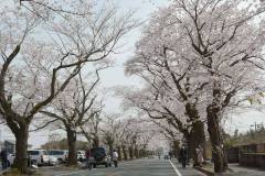3/30　富岡町、夜ノ森の桜