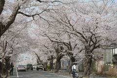 3/30　富岡町、夜ノ森の桜