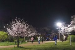 3/27　松ヶ岡公園・夜桜