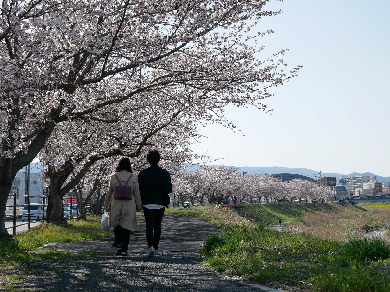 いわきの桜・2022・第1回