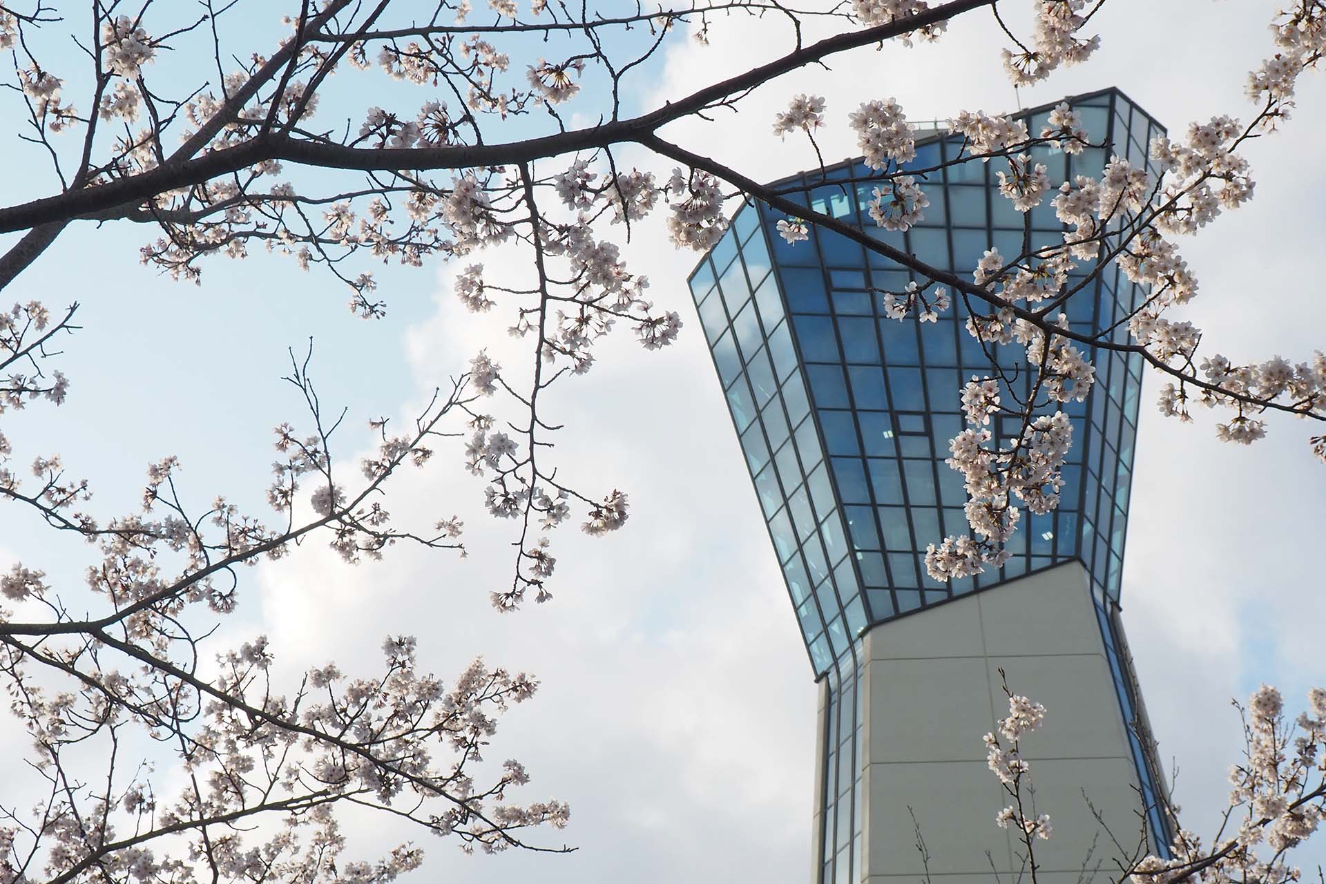 市内各所で桜が満開